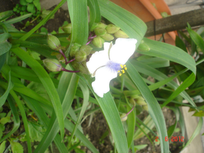 DSC04551 - Tradescantia