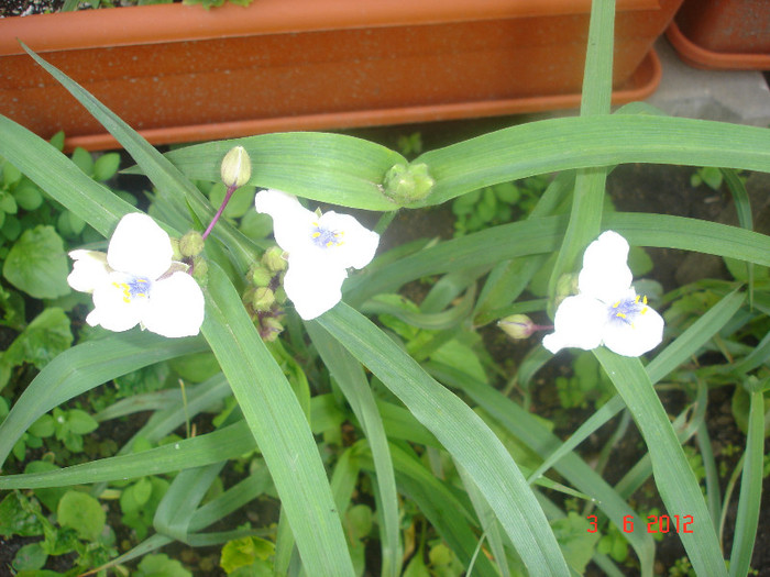 DSC04594 - Tradescantia