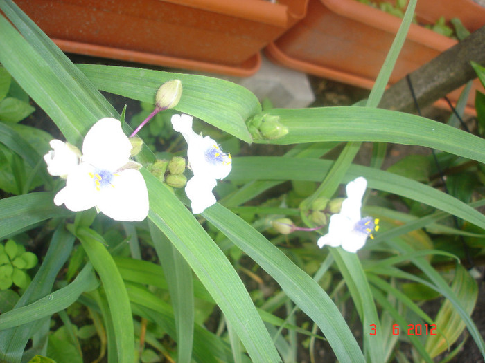 DSC04595 - Tradescantia