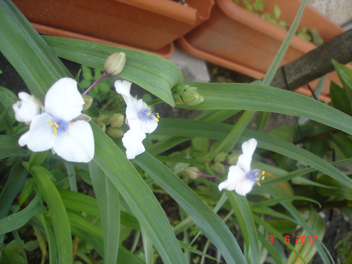 DSC04596 - Tradescantia