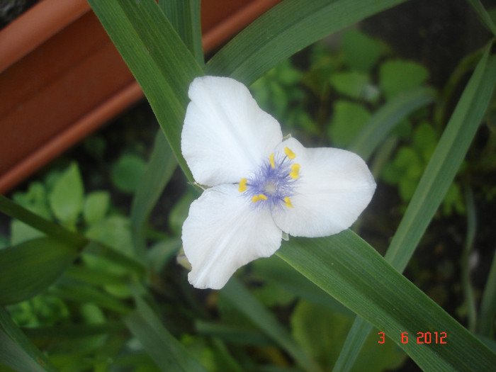 DSC04598 - Tradescantia