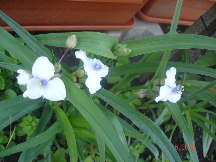 DSC04599 - Tradescantia