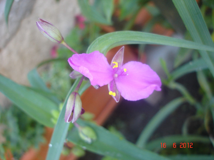 DSC04687 - Tradescantia