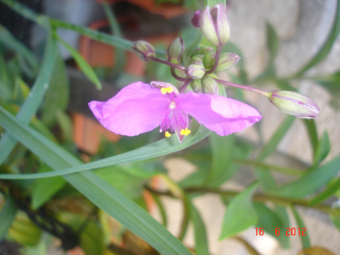 DSC04688 - Tradescantia