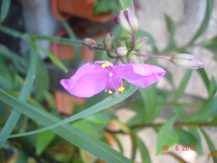 DSC04689 - Tradescantia