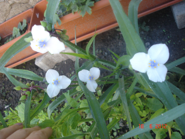 DSC04713 - Tradescantia