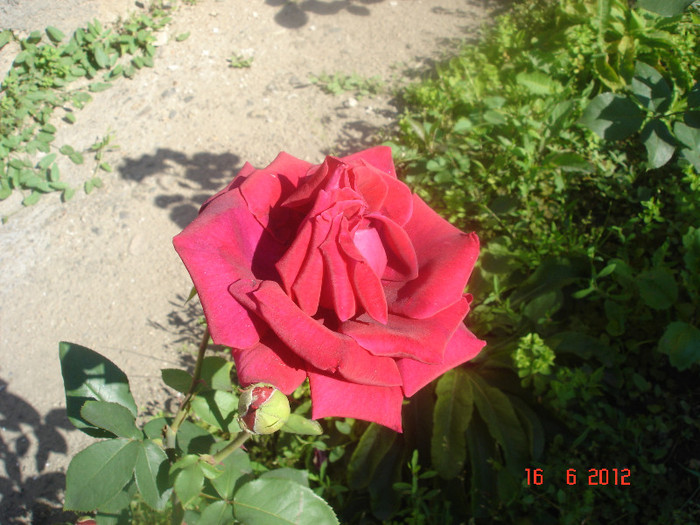 DSC04699 - Trandafiri 2012