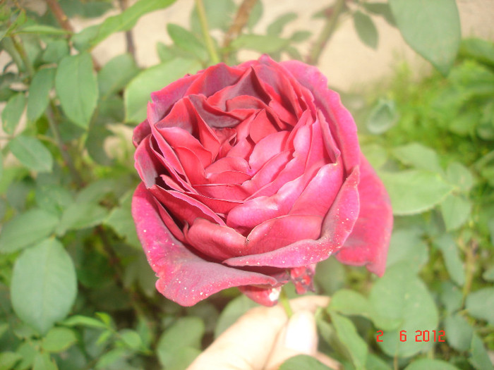 DSC04560 - Trandafiri 2012