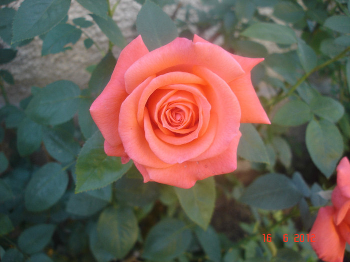 DSC04694 - Trandafiri 2012