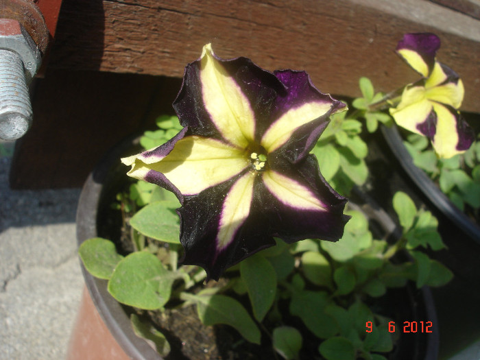 DSC04645 - Petunia 2012