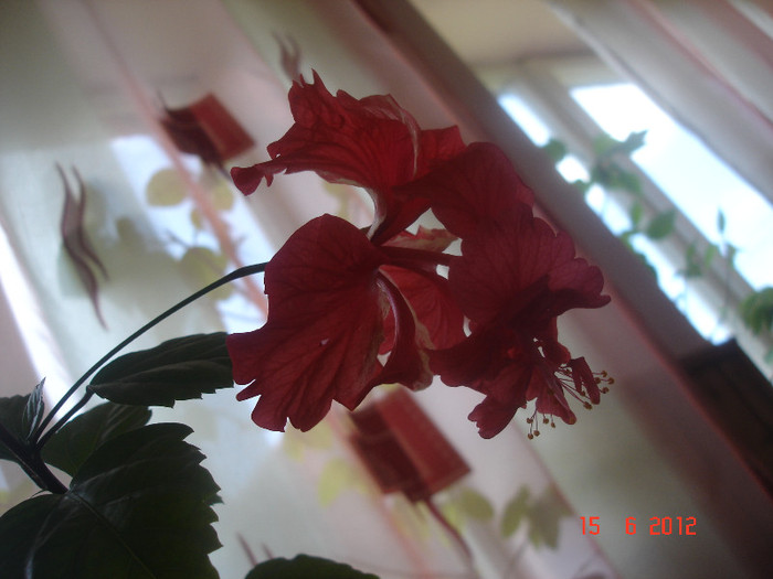 DSC04685 - Hibiscus 2012