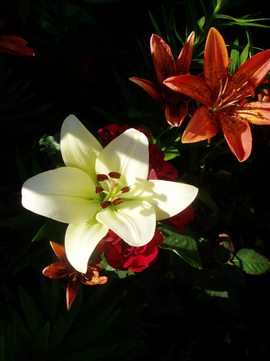 Lilium candidum