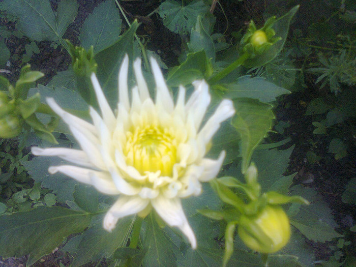  - Gradina 2012