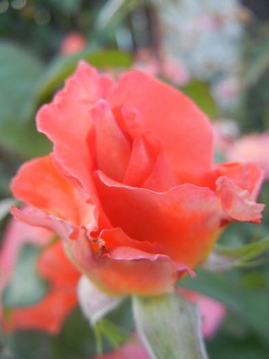 Rose Artistry (2012, June 16)