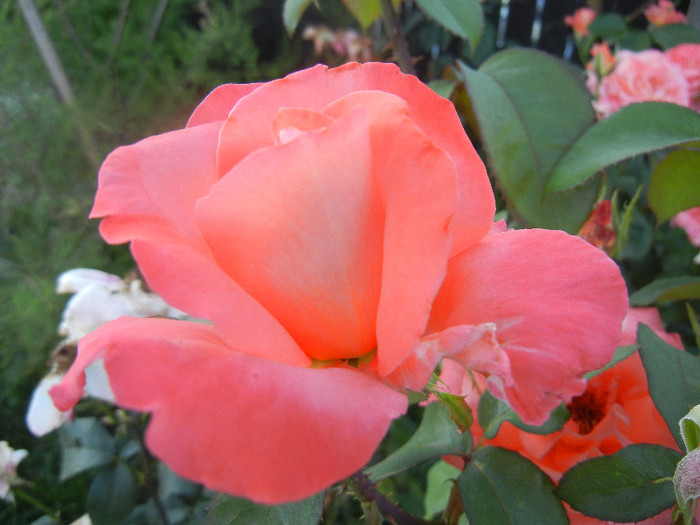 Rose Artistry (2012, June 16)