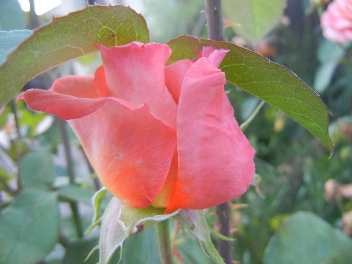 Rose Artistry (2012, June 16)