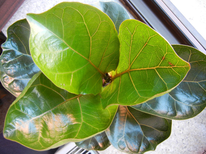 Ficus lyrata Bambino (2012, June 18)