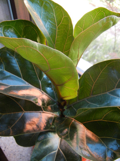 Fiddle-leaf Fig Bambino (2012, June 18) - Ficus lyrata Bambino