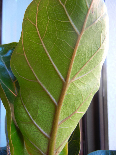 Fiddle-leaf Fig Bambino (2012, June 18) - Ficus lyrata Bambino