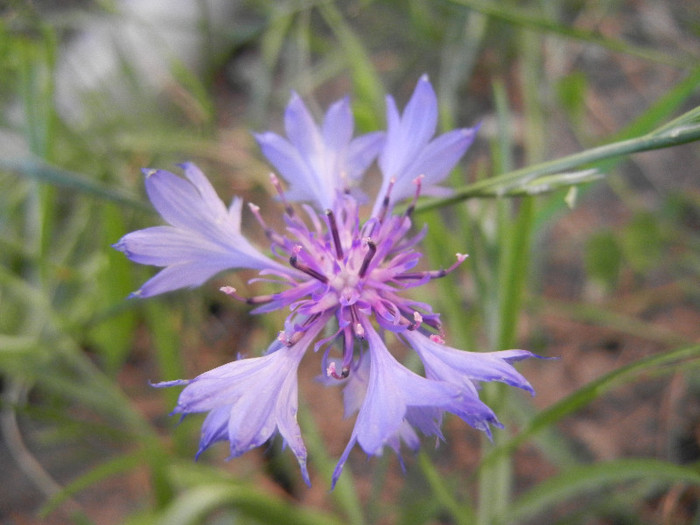 Centaurea cyanus Blue (2012, June 14) - Centaurea cyanus Blue