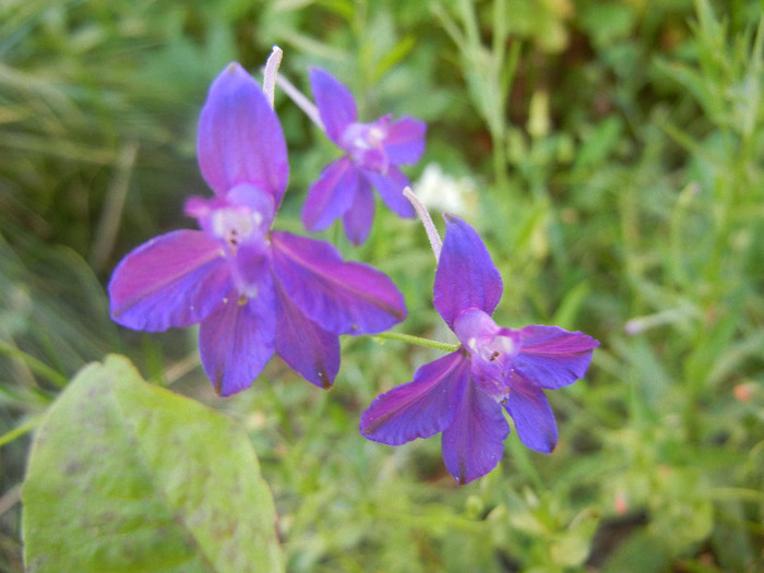 Forking Larkspur (2012, June 16)