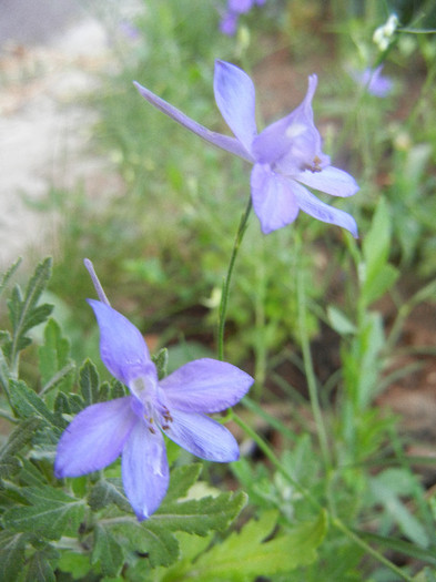 Nemtisor de camp (2012, June 16) - Delphinium consolida