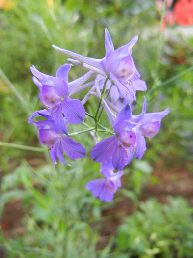 Delphinium consolida (2012, June 16) - Delphinium consolida