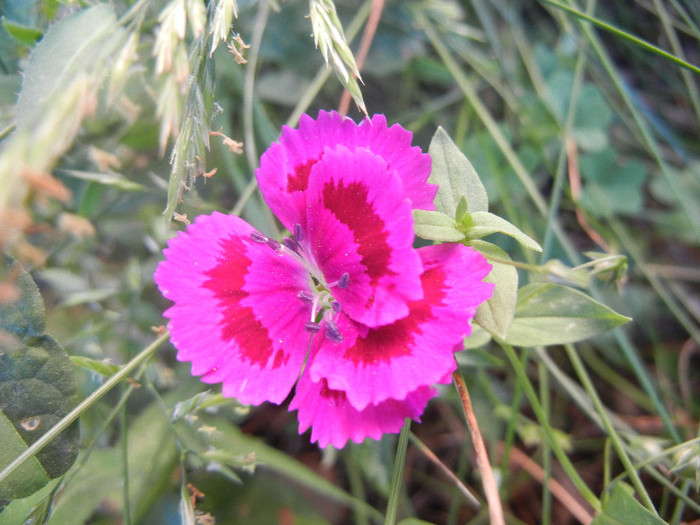 Dianthus chinensis (2012, June 16) - Dianthus Chinensis