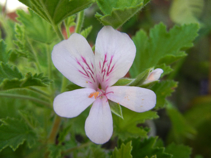 Lime Scented Geranium (2012, June 17)