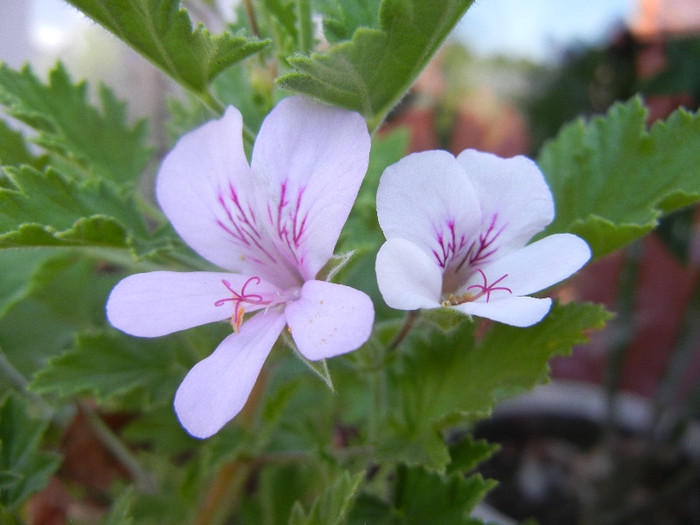 Lime Scented Geranium (2012, June 18) - Duftgeranie LIMETTE