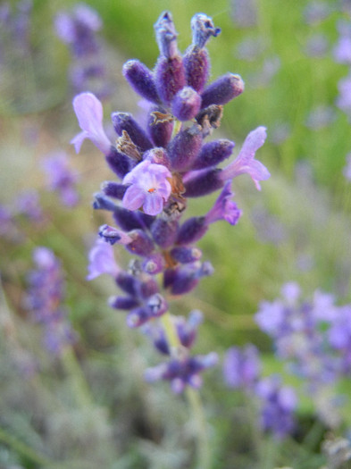 Lavender_Lavanda (2012, June 16) - LAVENDER Lavanda