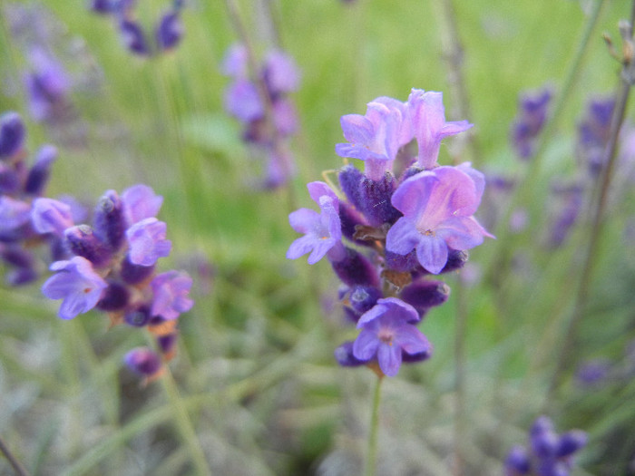 Lavender_Lavanda (2012, June 16) - LAVENDER Lavanda