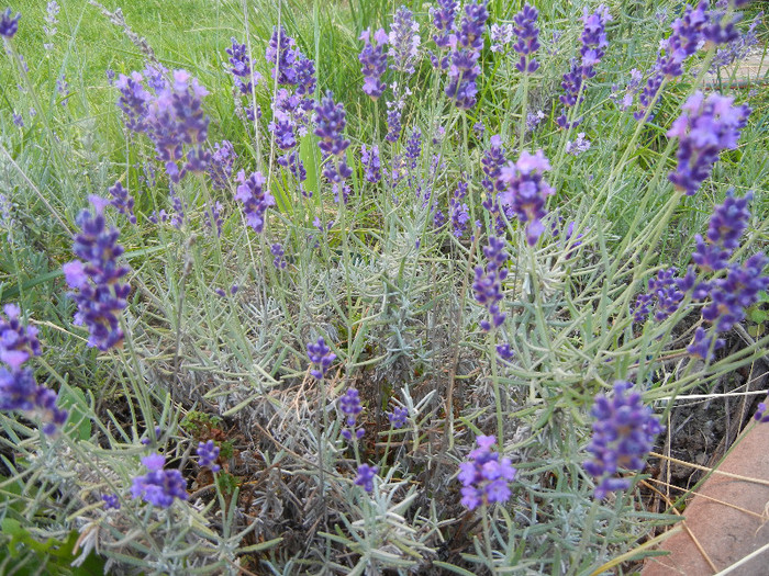 Lavender_Lavanda (2012, June 16)