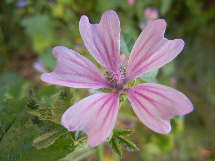 Wild Mallow (2012, June 16)