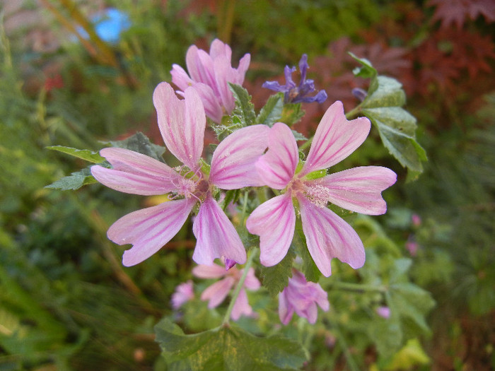 Wild Mallow (2012, June 16)