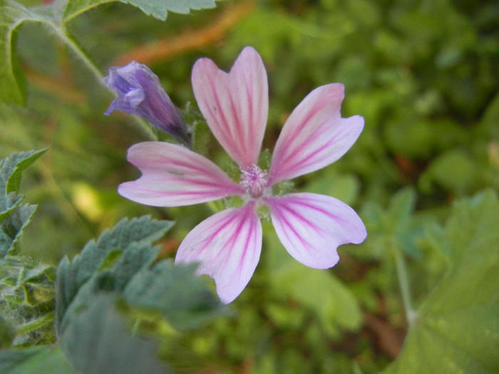 Wild Mallow (2012, June 16) - Malva sylvestris_Mallow