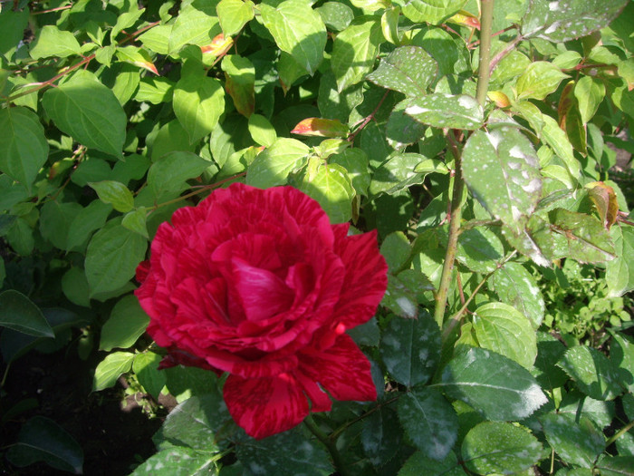 IMGP3237 - achizitii famous roses 2012-primavara