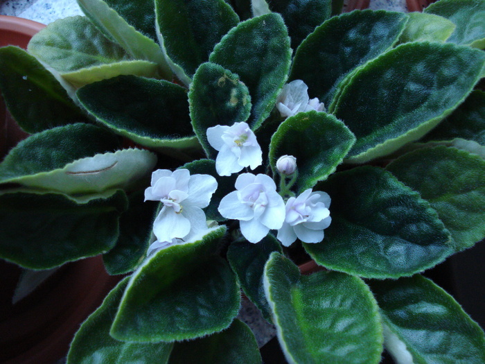 Double White African Violet (2009, Jul.28) - Saintpaulia White Double