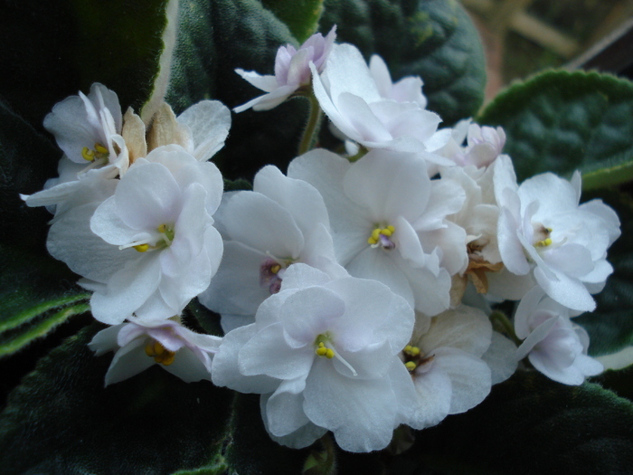 Double White African Violet (2009, Sep.25) - Saintpaulia White Double