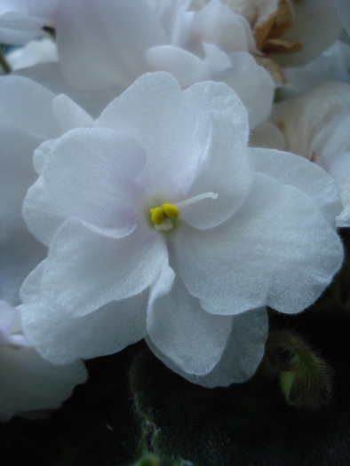 Double White African Violet (2009, Sep.25) - Saintpaulia White Double