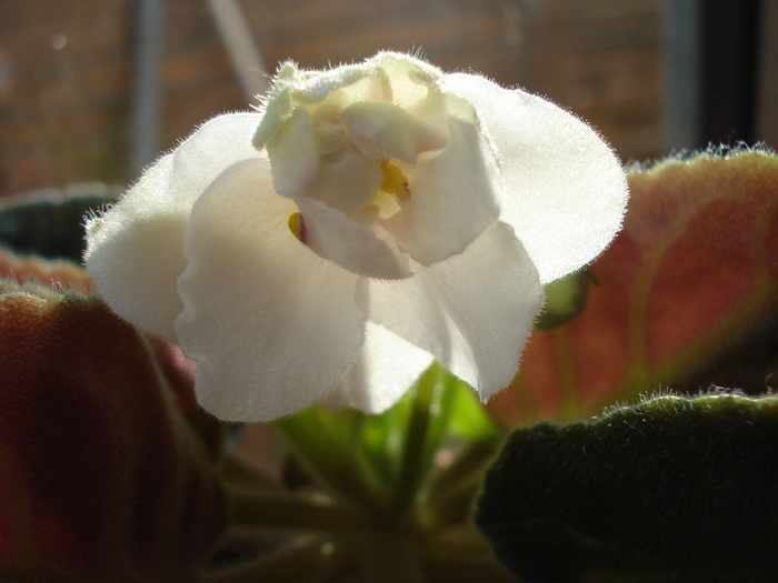 Double White African Violet (2010, Mar.19) - Saintpaulia White Double