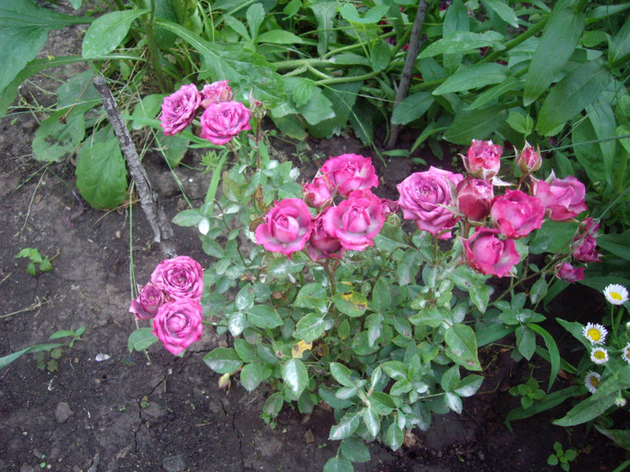 miniatura - lila - trandafiri