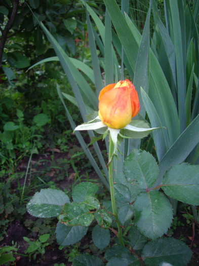 IMGP3223 - trandafiri