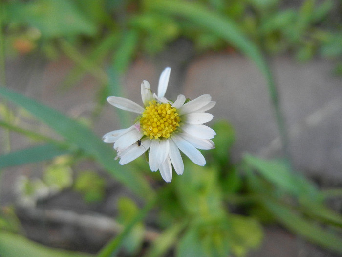 Bellis perennis (2012, June 16) - BELLIS Perennis