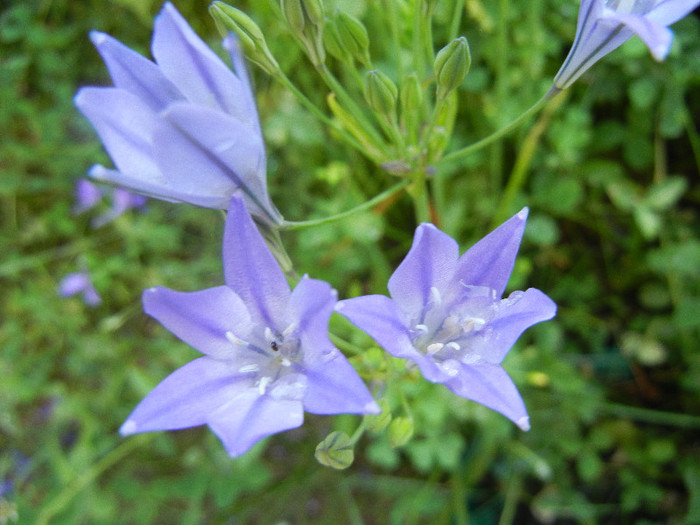 Triteleia laxa Queen Fabiola (2011,Jun.16)