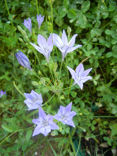 Triteleia laxa Queen Fabiola (2011,Jun.16) - TRITELEIA Laxa Queen Fabiola