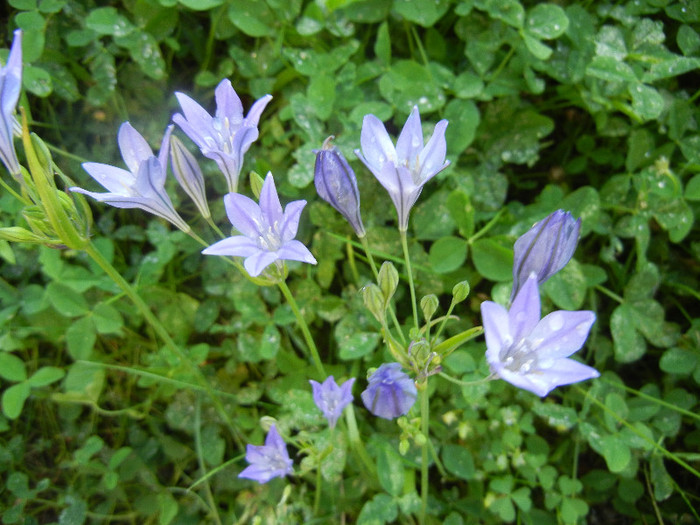 Triteleia laxa Queen Fabiola (2011,Jun.16) - TRITELEIA Laxa Queen Fabiola