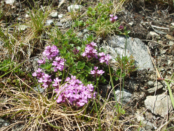 DSCF1177 - Transfagarasan 2012