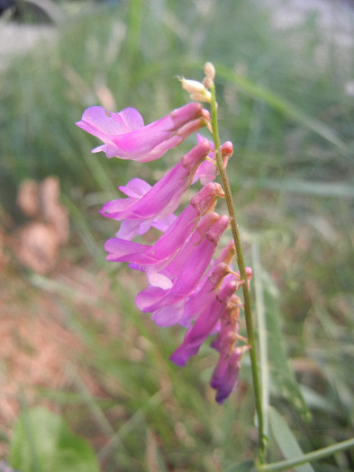 Winter Vetch (2012, June 16)