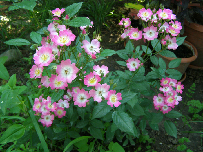 P4277335